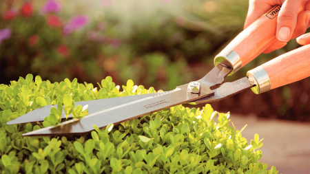 Hedge Shears, wooden handle 2